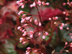 Heuchera 'Rachel'Purperklokje bestellen